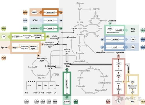 2020年合成生物學(xué)進(jìn)展回顧 技術(shù)升級驅(qū)動領(lǐng)域跨越，通信系統(tǒng)集成帶來全新視野